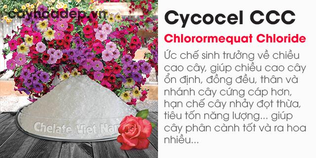 Chlormequat clorua, Cycocel CCC 98% (Ức chế sinh trưởng, tạo dáng hoàn hảo)